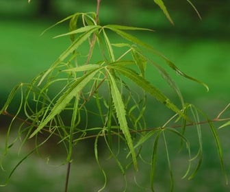 Japanse esdoorn (Acer palmatum 'Koto-no-ito')