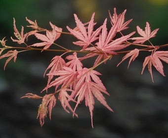 Japanse esdoorn (Acer palmatum 'Taylor')