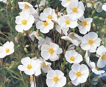 Halium umbellatum (Halium umbellatum)