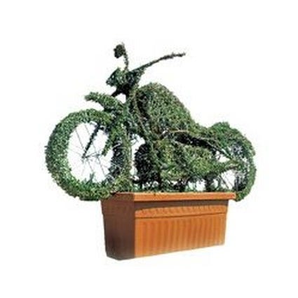 Harley Davidson (Ligustrum delavayanum)