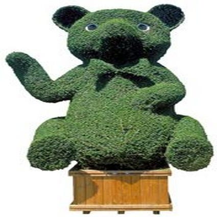 Bear (Ligustrum delavayanum)