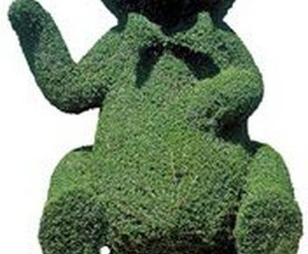 Bear (Ligustrum delavayanum)