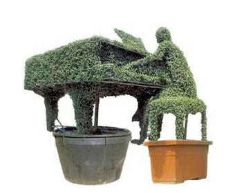 Pianist (Ligustrum delavayanum)