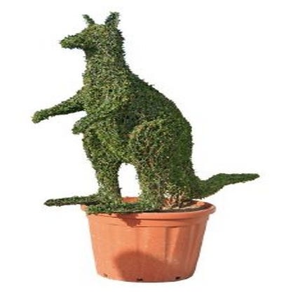Kangaroo (Ligustrum delavayanum)