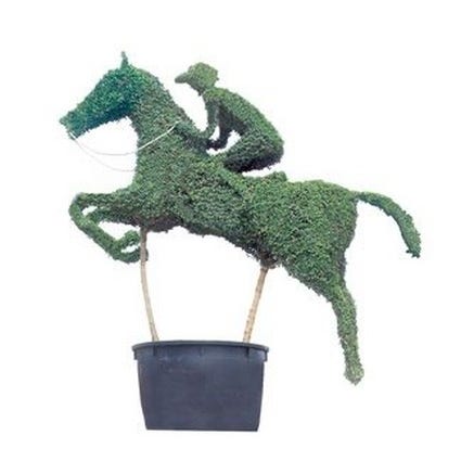 Horse with jockey (Ligustrum delavayanum)