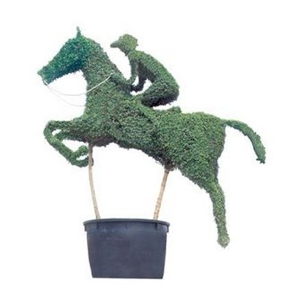 Horse with jockey (Ligustrum delavayanum)