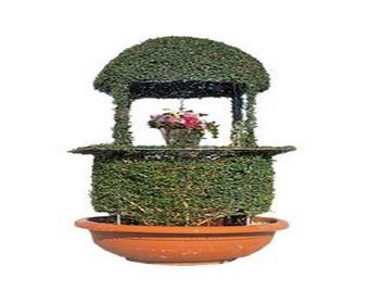 Pozzo Tondo (Ligustrum delavayanum)