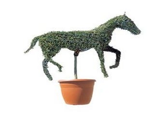 Horse (Ligustrum delavayanum)