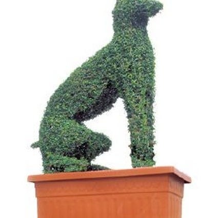 Dobermann (Ligustrum delavayanum)