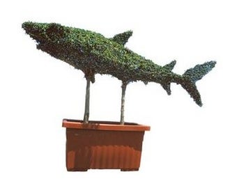 Shark (Ligustrum delavayanum)
