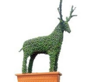 Deer (Ligustrum delavayanum)