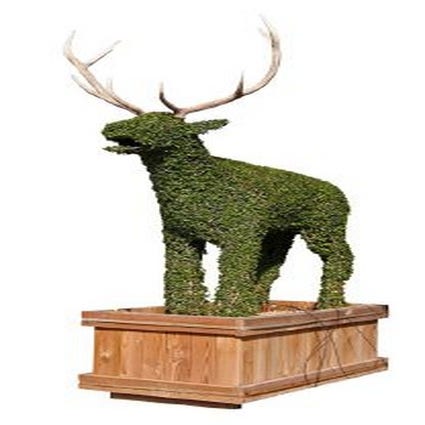 Deer (Ligustrum delavayanum)
