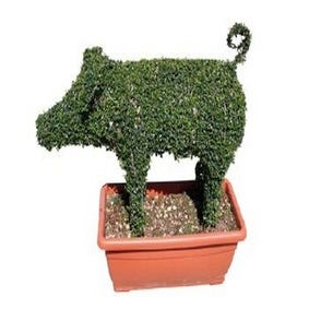 Pig (Ligustrum delavayanum)