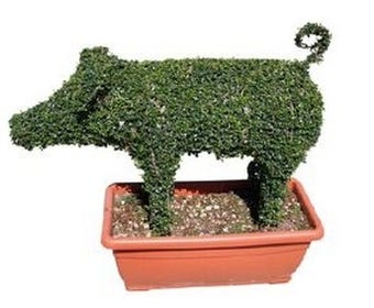 Pig (Ligustrum delavayanum)