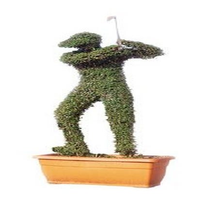 Golf Player (Ligustrum delavayanum)