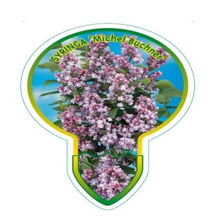 Sering op stam (Syringa 'Michel Buchner')