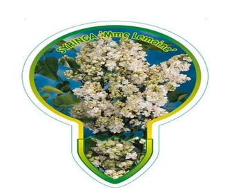 Sering op stam (Syringa 'Mme Lemoine')