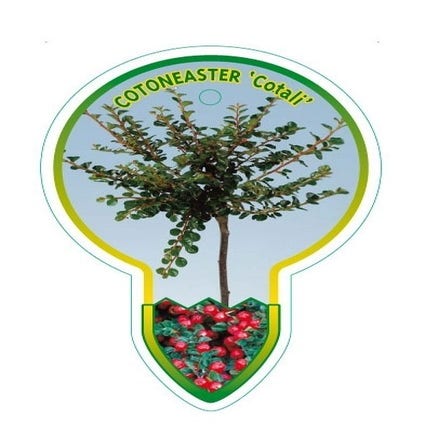 Dwergmispel op stam (Cotoneaster 'Cotali')