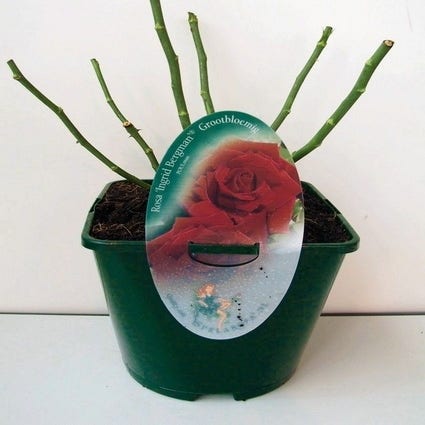 Grootbloemige roos (Rosa  rood)