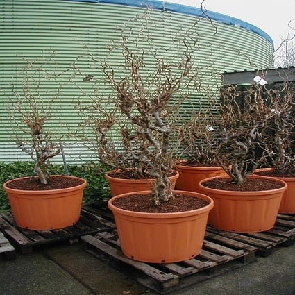 Kronkelhazelaar, lambertsnoot (Corylus avellana 'Contorta' Solitair)