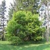 Geveerbladige Esdoorn (Acer cissifolium)