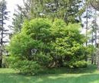 Geveerbladige Esdoorn (Acer cissifolium)