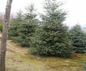 Spaanse den (Abies pinsapo 'Glauca')