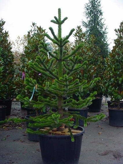Apenboom