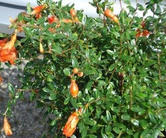 Granaatappel als halfstam(Punica granatum 'Wonderful')