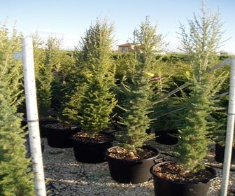 Zuilvormige ceder (Cedrus libani 'Fastigiata')