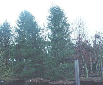 Ceder (Cedrus libani 'Glauca Fastigiata')