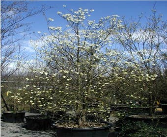 Veelbloemige Kornoelje (Cornus florida 'Cloud Nine')