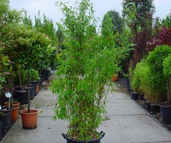 Niet woekerende Bamboe (Fargesia murieliae 'Jumbo')