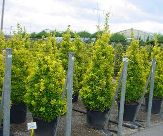 Kardinaalshoed (Euonymus japonicus 'Aureus')