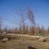 Valse Christusdoorn (Gleditsia 'Skyline')