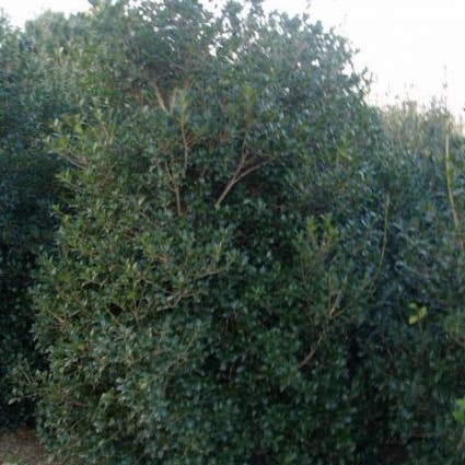 Schijnhulst (Osmanthus heterophyllus 'Variegatus')