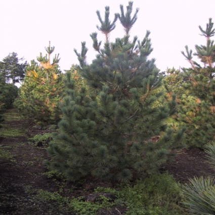 Macedonische den (Pinus peuce)