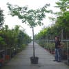 Japanse sierkers (Prunus serrulata 'Shirofugen')