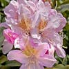 Rhododendron (Rhododendron 'Cunningham's Blush')