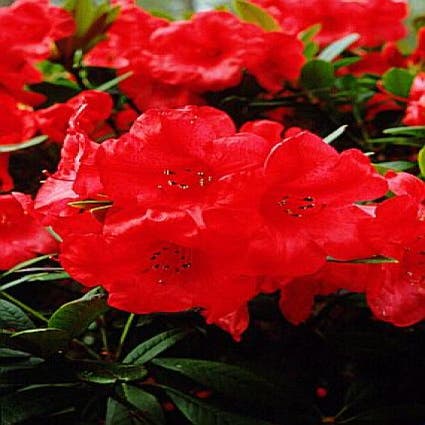 Dwergrhododendron (Rhododendron 'Elizabeth')