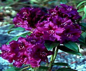 Dwergrhododendron (Rhododendron 'Purple Pillow')