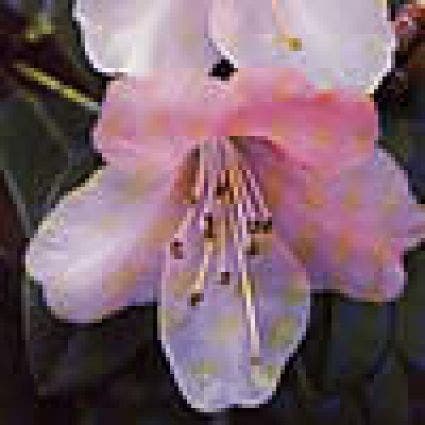 Dwergrhododendron (Rhododendron 'Cilpinense')