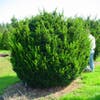 Taxus (Taxus media 'Hicksii')