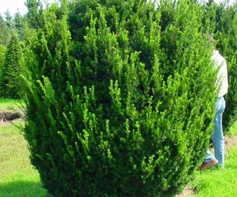 Taxus (Taxus media 'Hicksii')