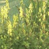 Monnikskap (Aconitum lamarckii)