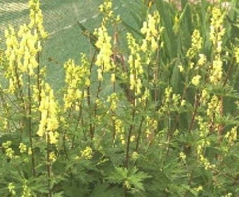 Monnikskap (Aconitum lamarckii)