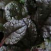 Zenegroen (Ajuga reptans 'Braunherz')