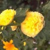 Stokroos (Alcea rosea 'Charters Double Gelb')