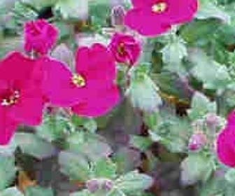 Blauwkussen (Aubrieta 'Bressingham Red')