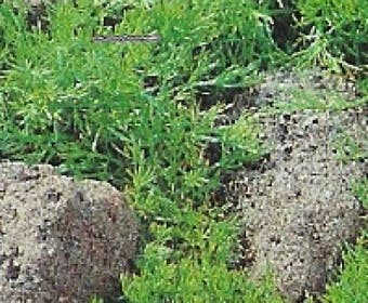 Kamille (Chamaemelum nobile 'Treneague')